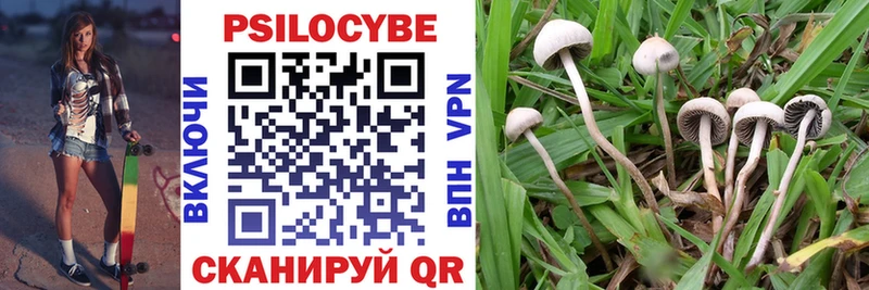 Галлюциногенные грибы Psilocybe Свободный